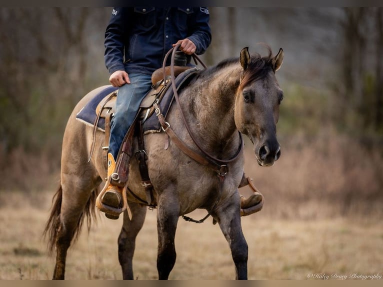 American Quarter Horse Castrone 5 Anni 147 cm Grullo in Auburn, KY