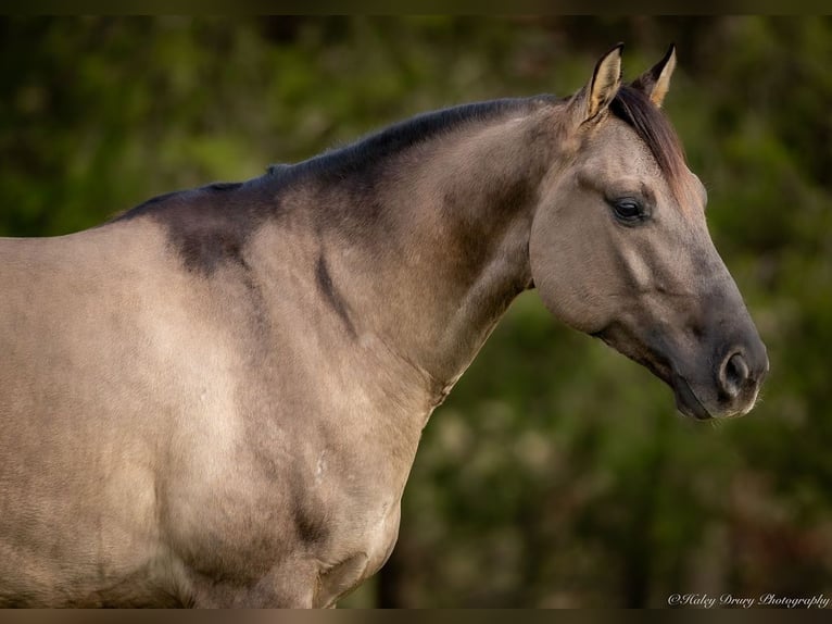 American Quarter Horse Castrone 5 Anni 147 cm Grullo in Auburn, KY