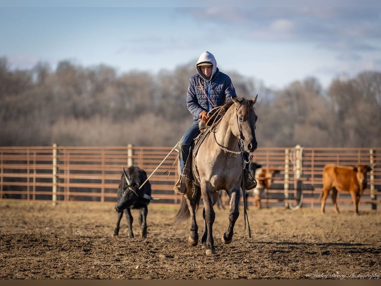 American Quarter Horse Castrone 5 Anni 147 cm Grullo in Auburn, KY