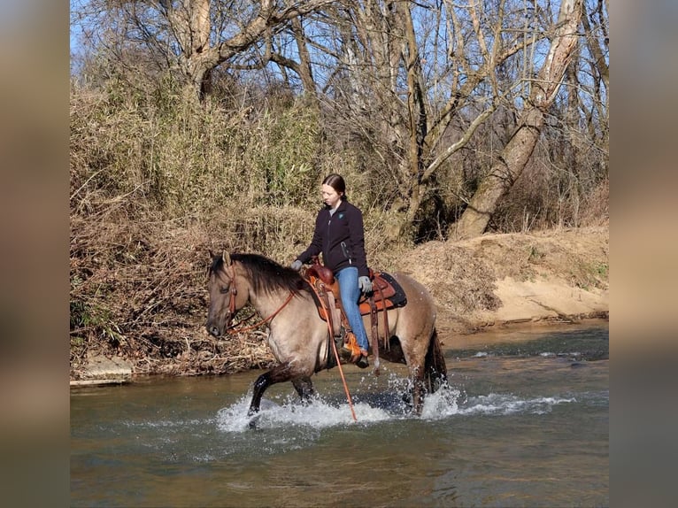 American Quarter Horse Castrone 5 Anni 147 cm Grullo in Auburn, KY