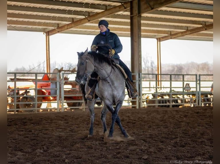 American Quarter Horse Castrone 5 Anni 147 cm Grullo in Auburn, KY