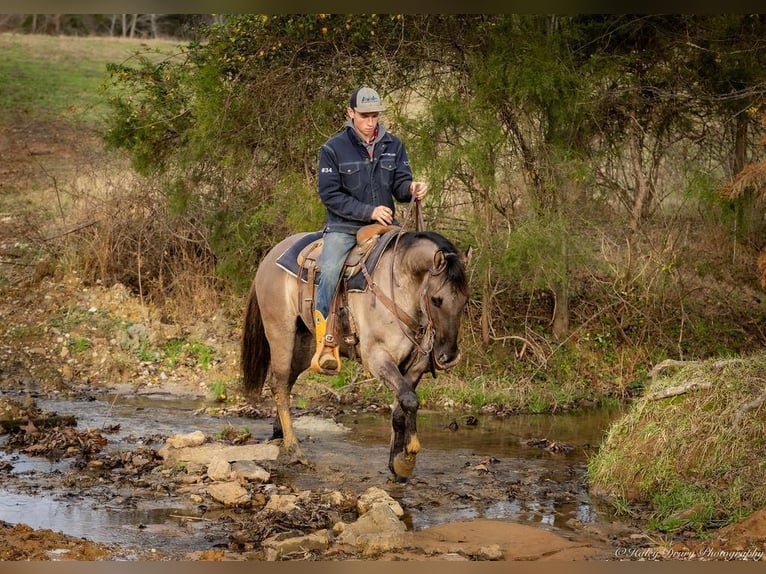 American Quarter Horse Castrone 5 Anni 147 cm Grullo in Auburn, KY