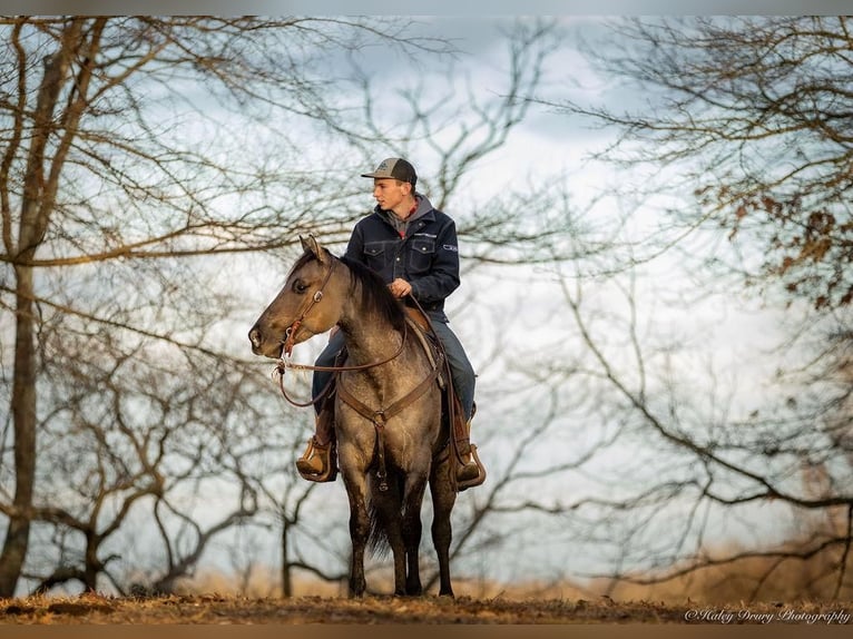 American Quarter Horse Castrone 5 Anni 147 cm Grullo in Auburn, KY