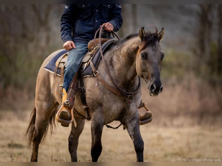 American Quarter Horse Castrone 5 Anni 147 cm Grullo in Auburn, KY