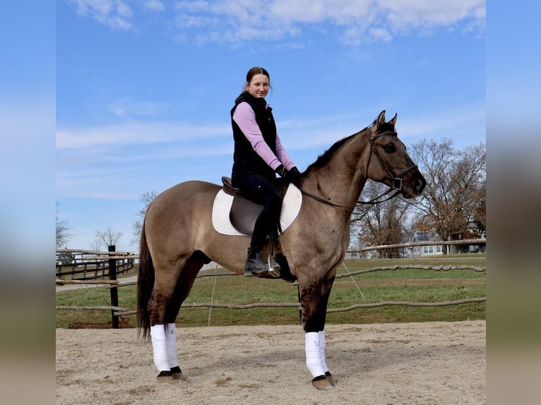 American Quarter Horse Castrone 5 Anni 147 cm Grullo in Auburn, KY