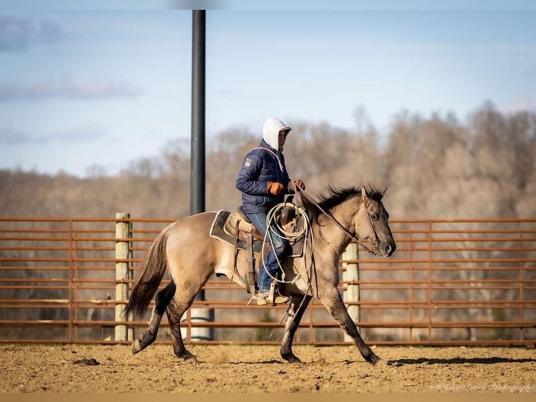 American Quarter Horse Castrone 5 Anni 147 cm Grullo in Auburn, KY