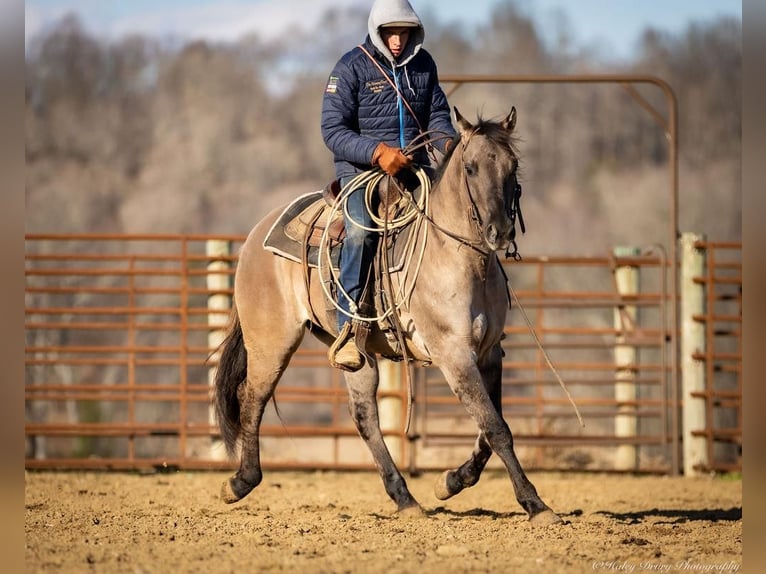 American Quarter Horse Castrone 5 Anni 147 cm Grullo in Auburn, KY