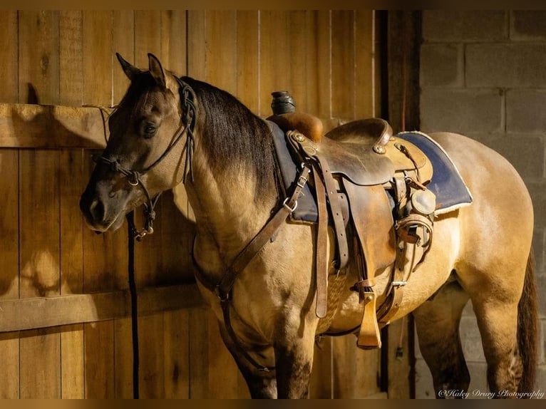 American Quarter Horse Castrone 5 Anni 147 cm Grullo in Auburn, KY