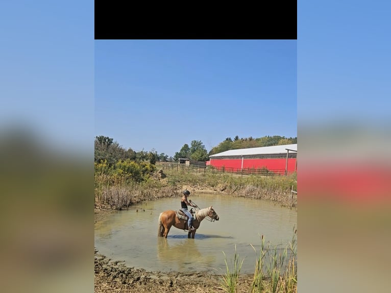 American Quarter Horse Castrone 5 Anni 147 cm Palomino in Ashland OH