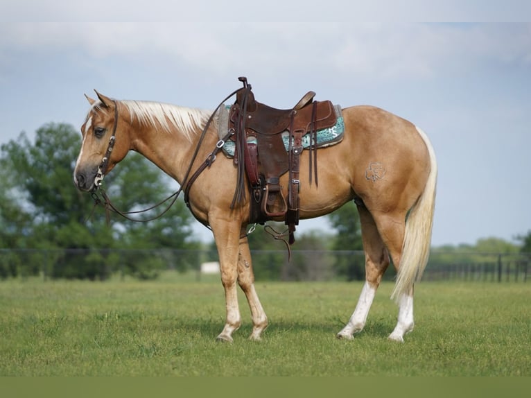 American Quarter Horse Castrone 5 Anni 147 cm Palomino in Cairo, GA