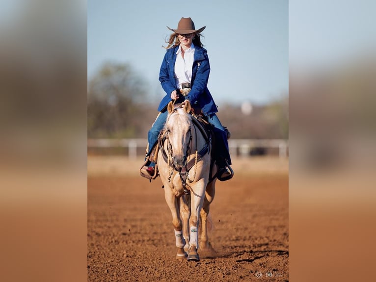 American Quarter Horse Castrone 5 Anni 147 cm Palomino in Addison, TX