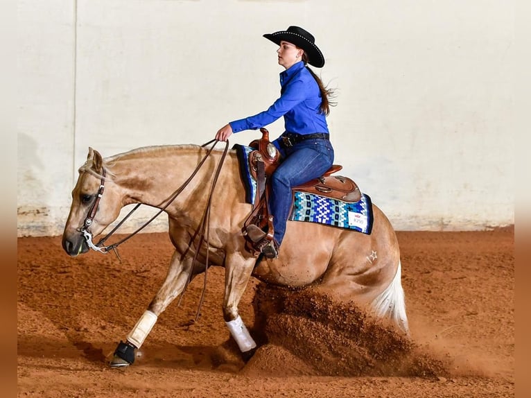 American Quarter Horse Castrone 5 Anni 147 cm Palomino in Addison, TX