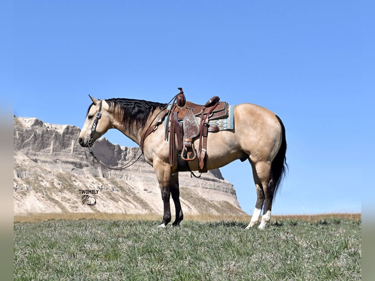 American Quarter Horse Castrone 5 Anni 147 cm Pelle di daino in Bayard, Nebraska