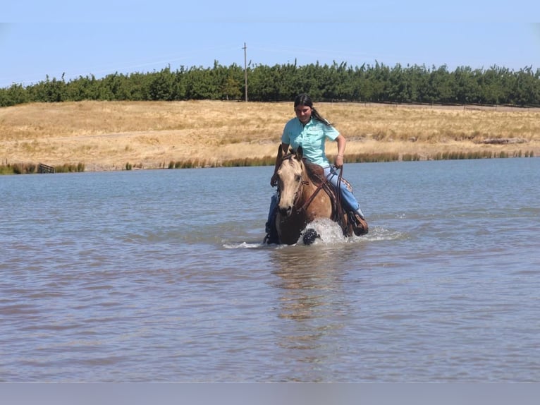 American Quarter Horse Castrone 5 Anni 147 cm Pelle di daino in Waterford, CA