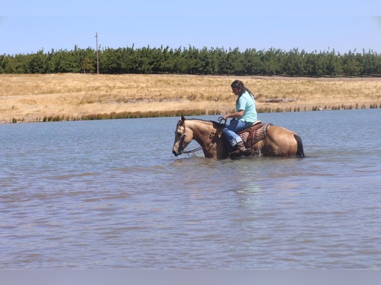 American Quarter Horse Castrone 5 Anni 147 cm Pelle di daino in Waterford, CA