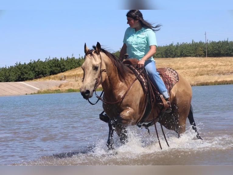 American Quarter Horse Castrone 5 Anni 147 cm Pelle di daino in Waterford, CA