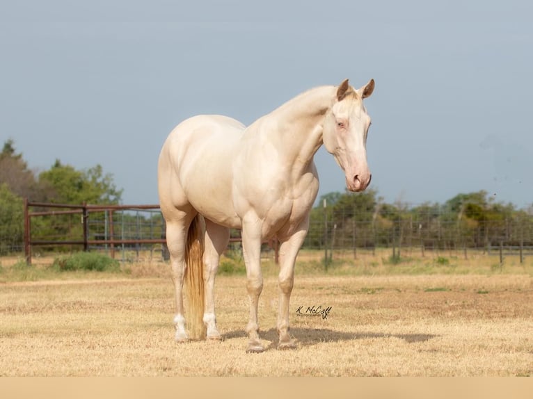American Quarter Horse Castrone 5 Anni 147 cm Perlino in Ravenna TX