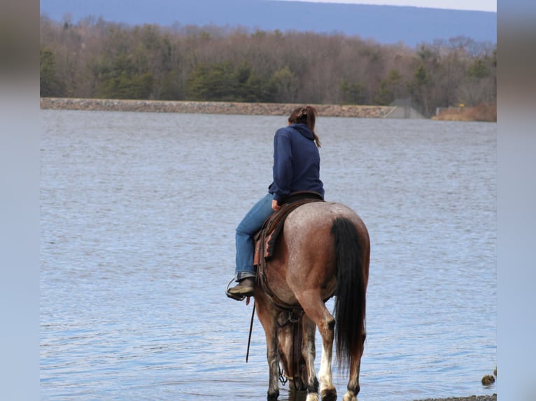 American Quarter Horse Castrone 5 Anni 147 cm in Rebersburg, PA