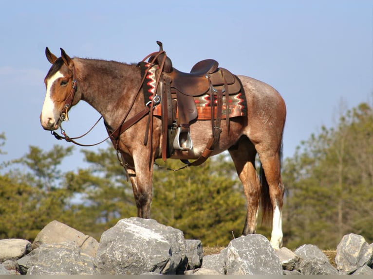 American Quarter Horse Castrone 5 Anni 147 cm in Rebersburg, PA