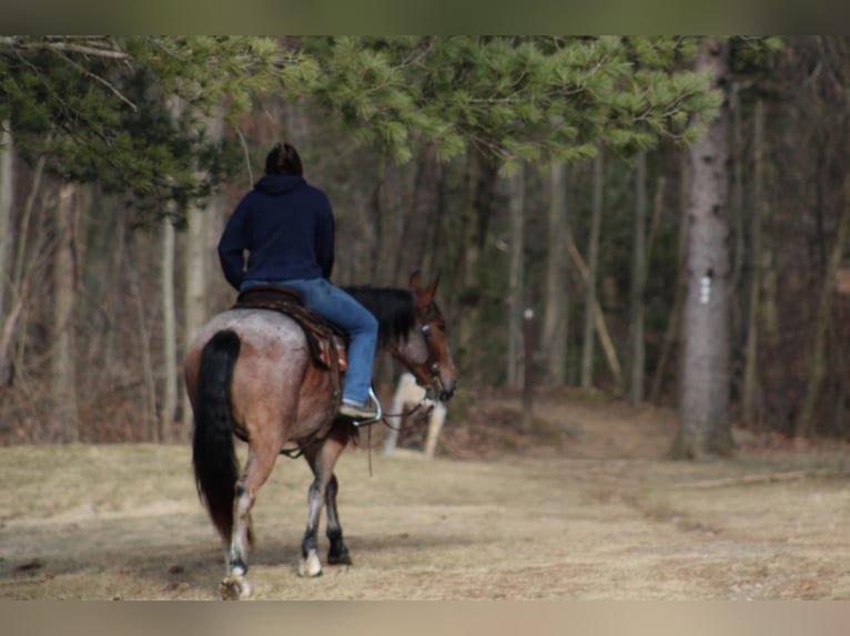 American Quarter Horse Castrone 5 Anni 147 cm in Rebersburg, PA