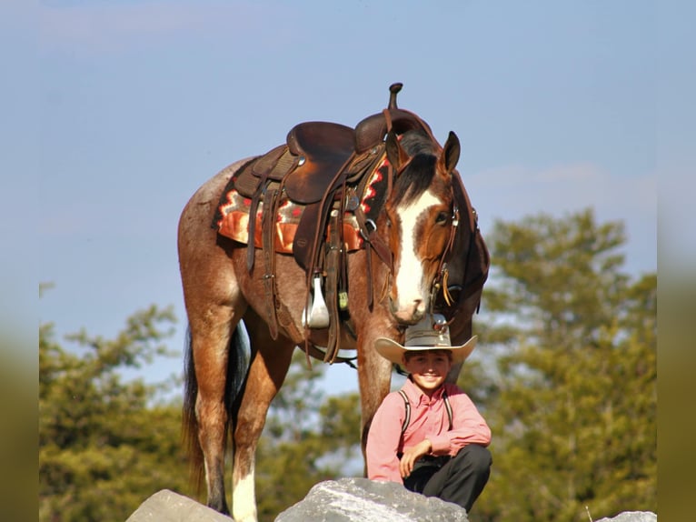 American Quarter Horse Castrone 5 Anni 147 cm in Rebersburg, PA