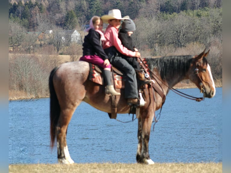 American Quarter Horse Castrone 5 Anni 147 cm in Rebersburg, PA