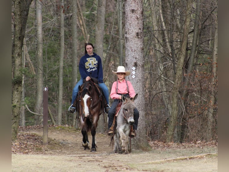 American Quarter Horse Castrone 5 Anni 147 cm in Rebersburg, PA