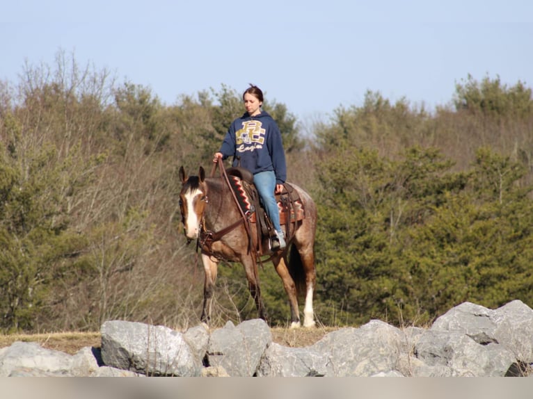 American Quarter Horse Castrone 5 Anni 147 cm in Rebersburg, PA