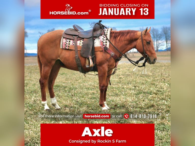 American Quarter Horse Castrone 5 Anni 147 cm Red dun in Rebersburg, PA