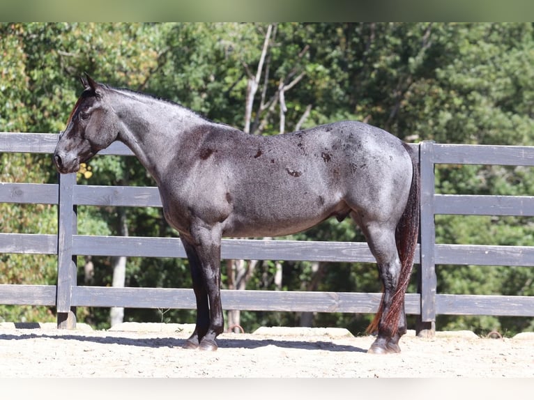 American Quarter Horse Castrone 5 Anni 147 cm Roano blu in Clover, SC