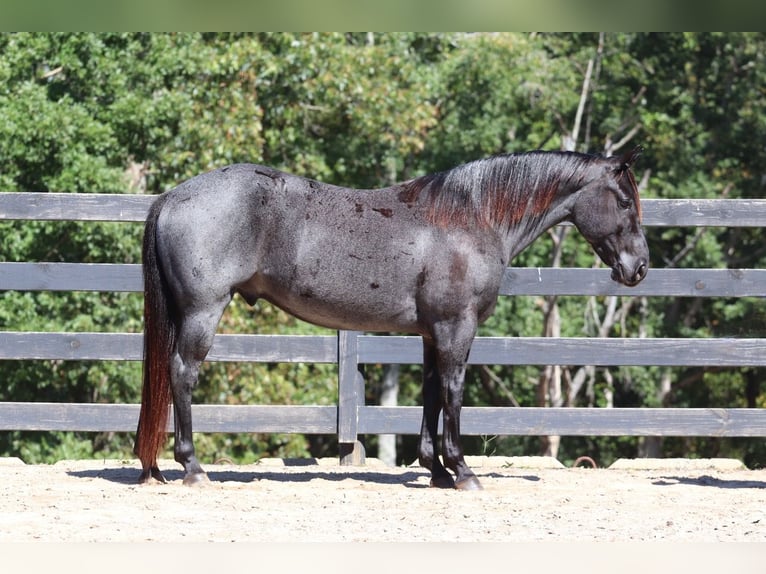 American Quarter Horse Castrone 5 Anni 147 cm Roano blu in Clover, SC