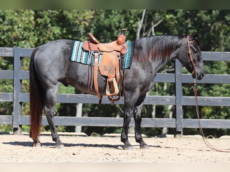 American Quarter Horse Castrone 5 Anni 147 cm Roano blu in Clover, SC