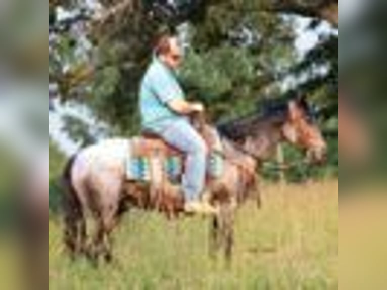 American Quarter Horse Castrone 5 Anni 147 cm Roano blu in Greenville Ky