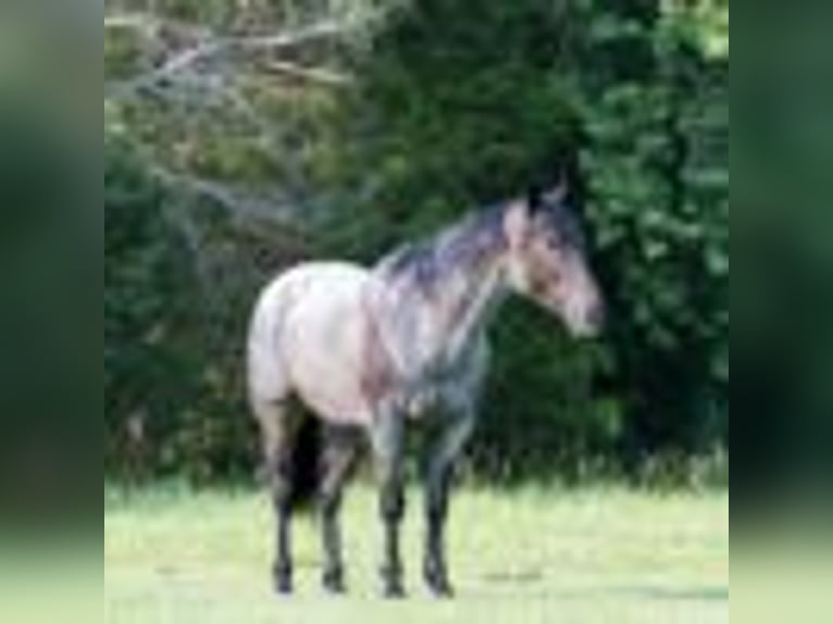 American Quarter Horse Castrone 5 Anni 147 cm Roano blu in Greenville Ky