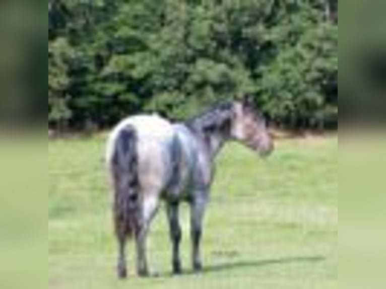 American Quarter Horse Castrone 5 Anni 147 cm Roano blu in Greenville Ky