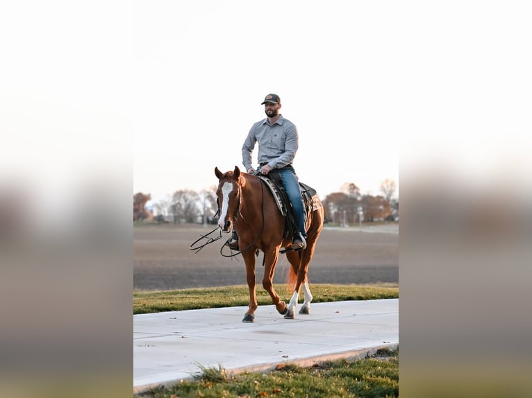 American Quarter Horse Castrone 5 Anni 147 cm Roano rosso in Orrville, OH