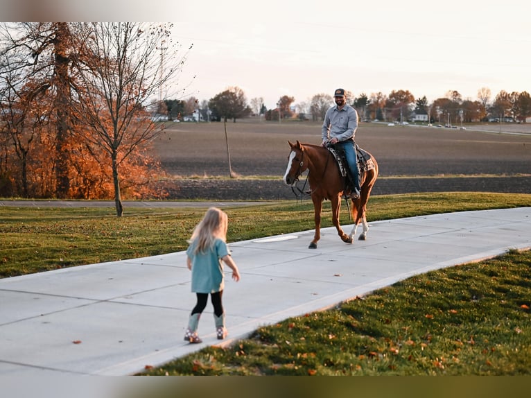 American Quarter Horse Castrone 5 Anni 147 cm Roano rosso in Orrville, OH