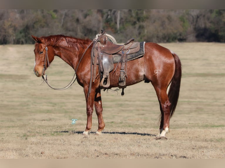 American Quarter Horse Castrone 5 Anni 147 cm Roano rosso in Carthage