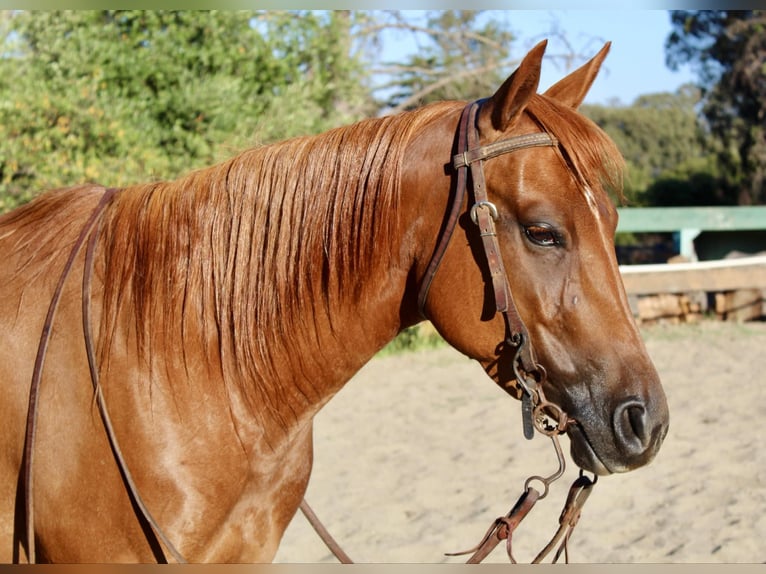 American Quarter Horse Castrone 5 Anni 147 cm Sauro ciliegia in Bitterwater CA