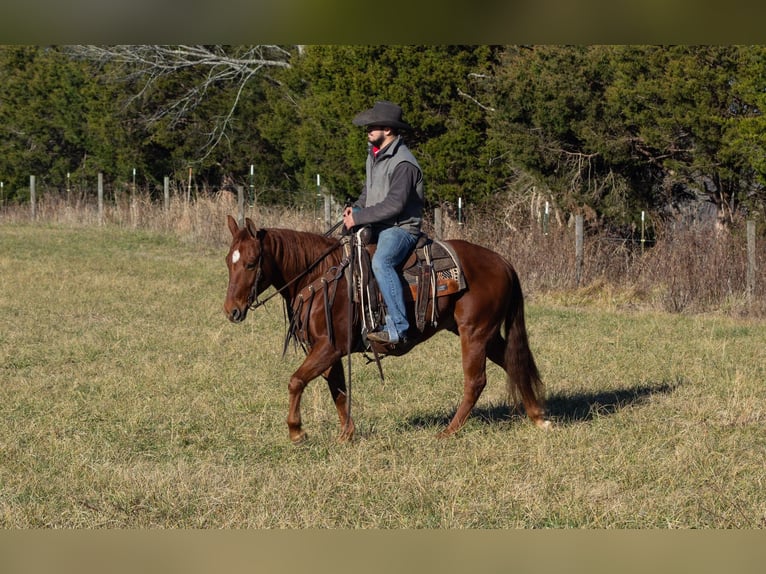 American Quarter Horse Castrone 5 Anni 147 cm Sauro ciliegia in Greensburg KY