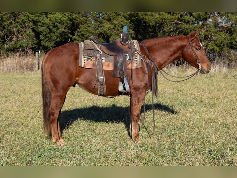 American Quarter Horse Castrone 5 Anni 147 cm Sauro ciliegia in Greensburg KY