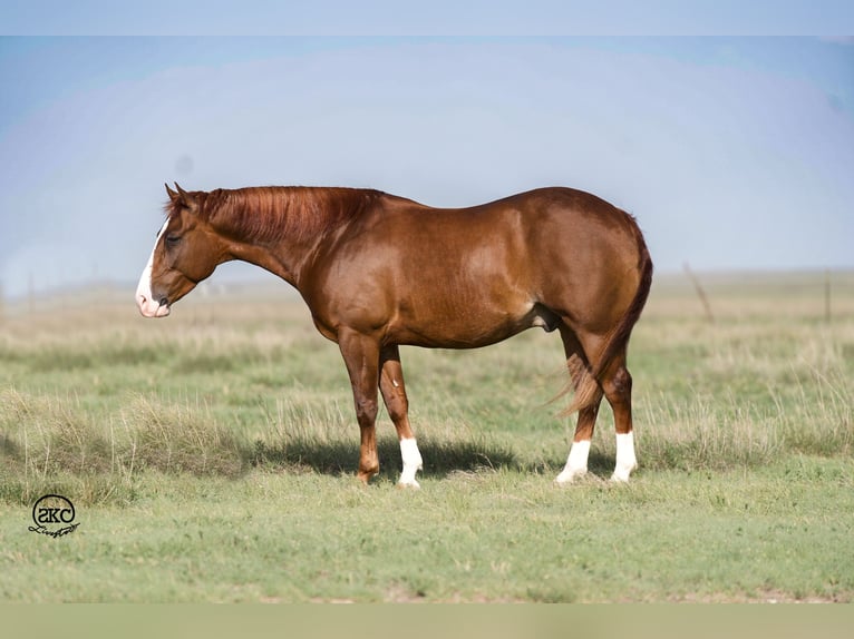 American Quarter Horse Castrone 5 Anni 147 cm Sauro ciliegia in Canyon, TX