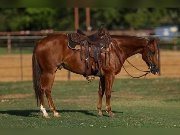 American Quarter Horse Castrone 5 Anni 147 cm Sauro ciliegia in Casa Grande, AZ