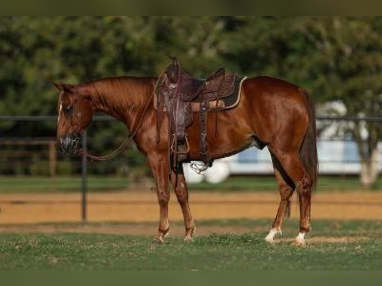 American Quarter Horse Castrone 5 Anni 147 cm Sauro ciliegia in Casa Grande, AZ