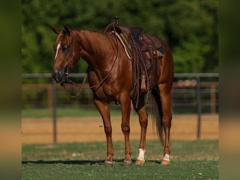 American Quarter Horse Castrone 5 Anni 147 cm Sauro ciliegia in Casa Grande, AZ