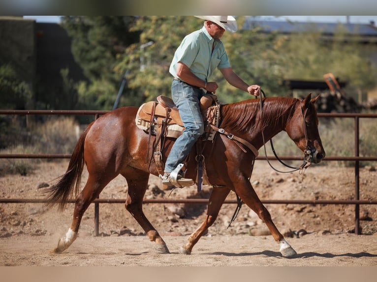 American Quarter Horse Castrone 5 Anni 147 cm Sauro ciliegia in Cave Creek, AZ