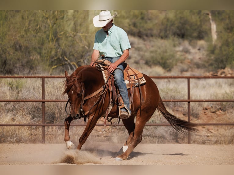American Quarter Horse Castrone 5 Anni 147 cm Sauro ciliegia in Cave Creek, AZ