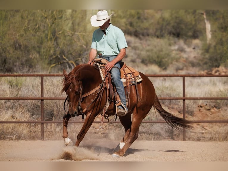 American Quarter Horse Castrone 5 Anni 147 cm Sauro ciliegia in Cave Creek, AZ