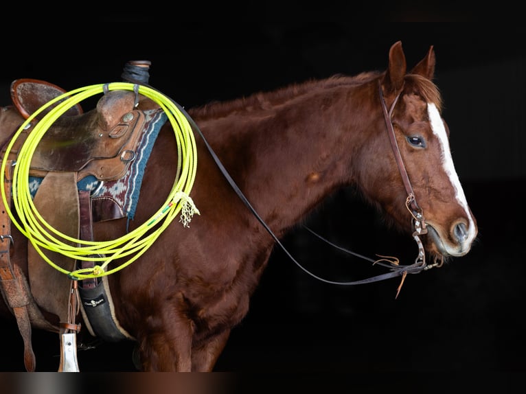 American Quarter Horse Castrone 5 Anni 147 cm Sauro ciliegia in Decorah
