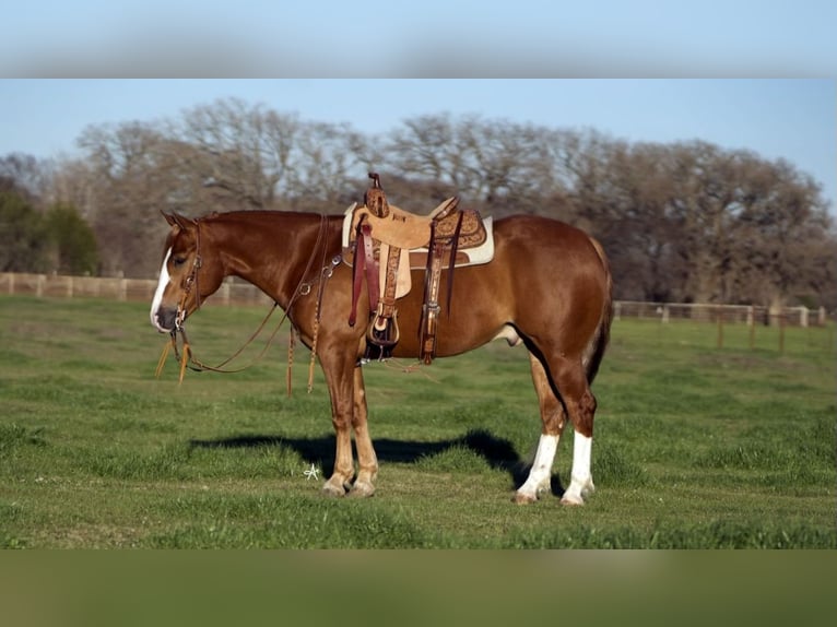 American Quarter Horse Castrone 5 Anni 147 cm Sauro ciliegia in Pilot Point